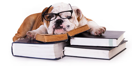 Dog lying on books - Driving with Dogs