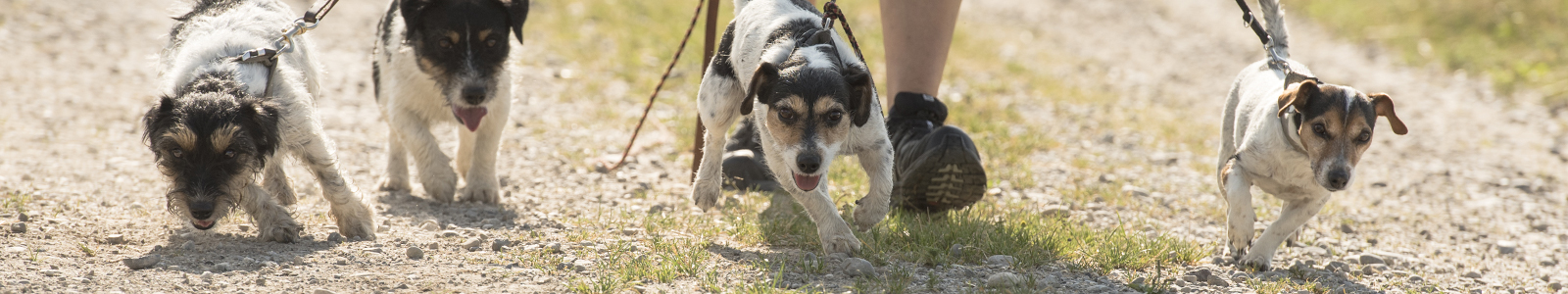 Find the perfect dog walk on your journey - Driving with Dogs