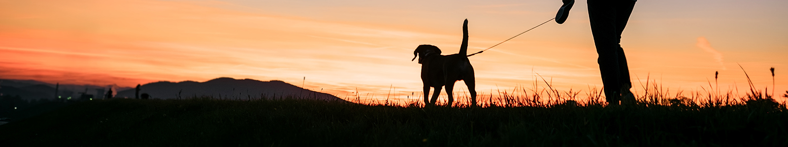 Find the perfect dog walk on your journey - Driving with Dogs