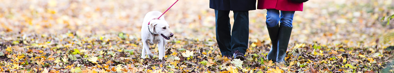 Find the perfect dog walk on your journey - Driving with Dogs