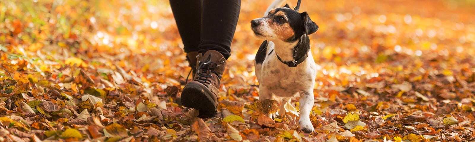 Find the perfect dog walk on your journey - Driving with Dogs