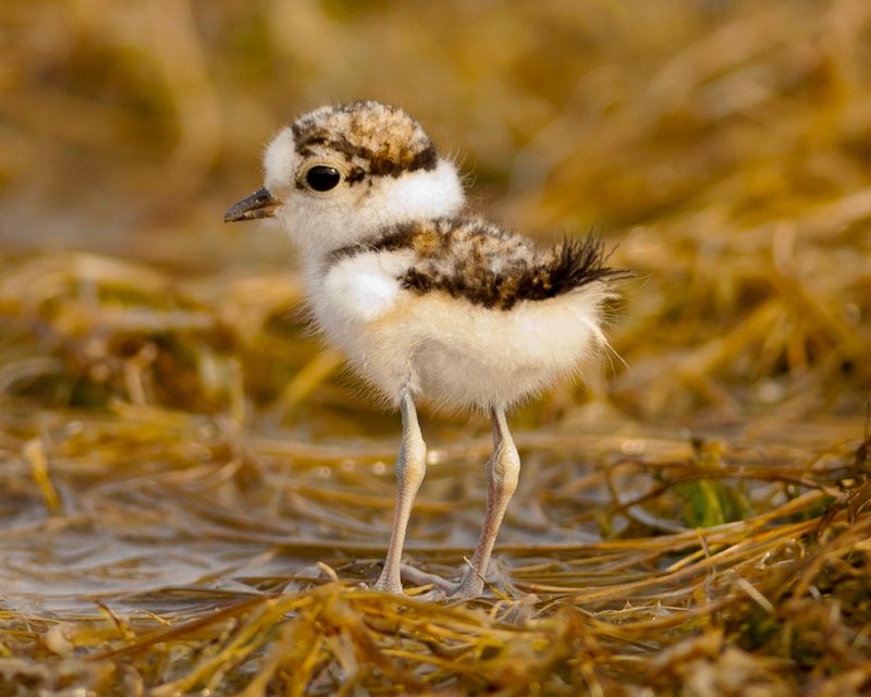 Little ringed plover chick