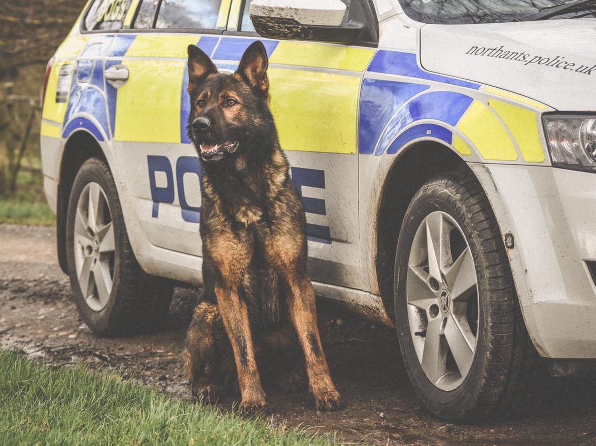 Olly the police dog