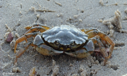 Some dead crabs can be poisonous to dogs