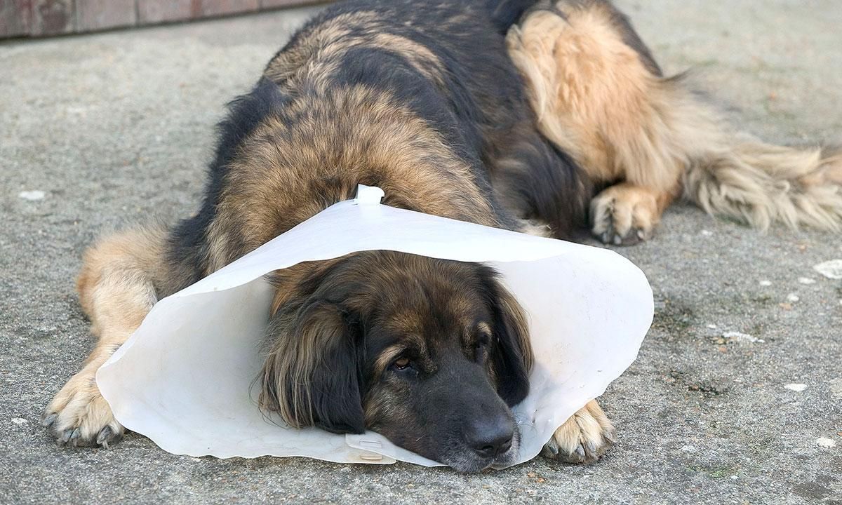 Dog wearing cone