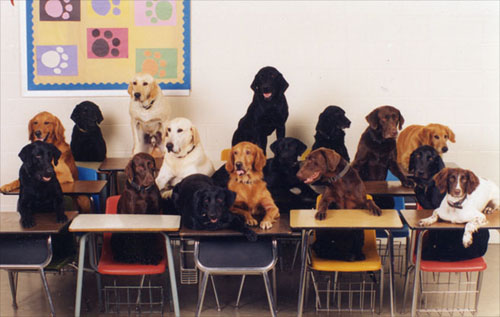 Dogs in communication class