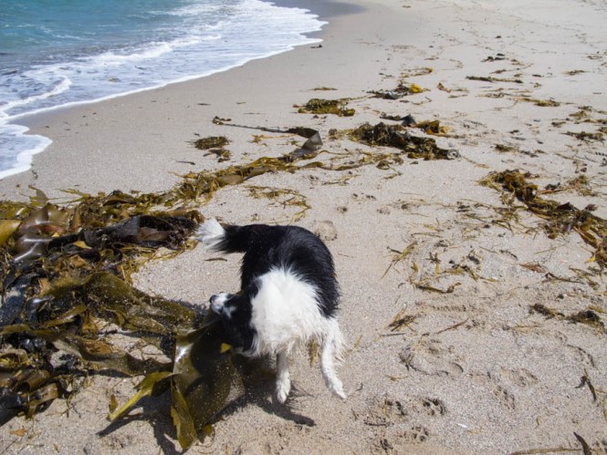 Dried seaweed is dangerous for dogs