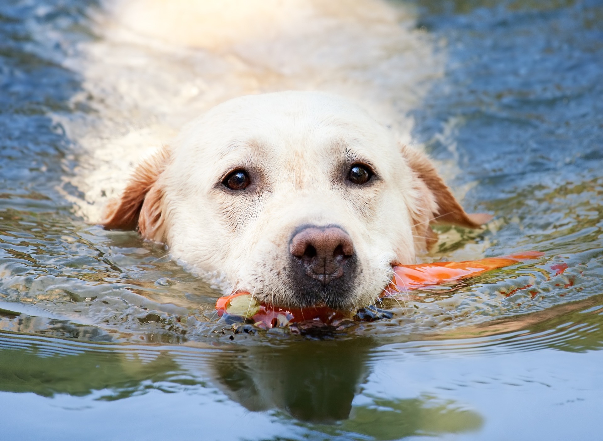 dog swimming in the sea