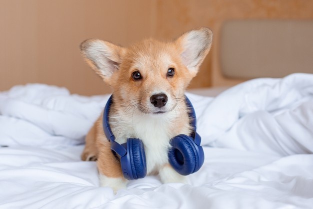 Dog wearing headphones